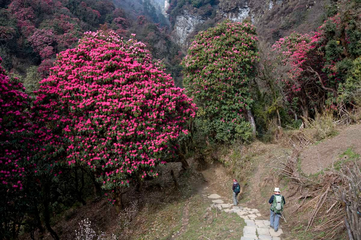 Annapurna and Dhaulagiri trek